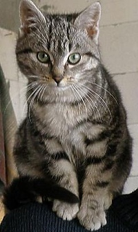 17 lutego - Święto Kociarzy