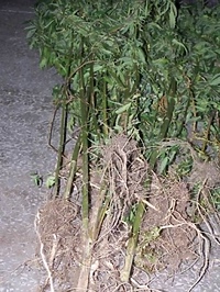 Zasadził konopie, bo chciał je sfotografować