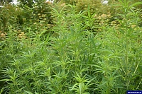 27-latek zatrzymany za nielegalną uprawę konopi