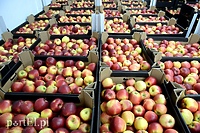 Bank Żywności rozdaje tony jabłek