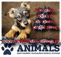 Akcja pomocy dla schroniska