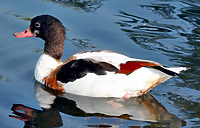 Nurkuje tylko za młodu (Opowieści z lasu, odc. 329)