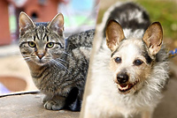 Galeria pod psem i kotem  (odc.106)