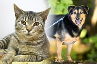 Galeria pod psem i kotem  (odc. 122)