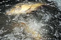 (Nie)humanitarna sprzedaż karpia?