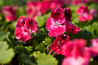 Balkon i ogród w rozkwicie