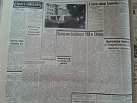 Bażanty na elbląskich polach