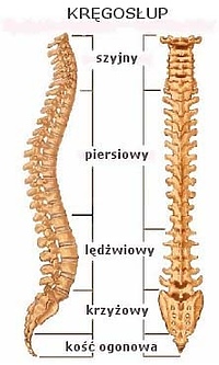 Co zrobić z bólem kręgosłupa?
