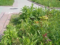 Zieleń miejska (nadesłane)