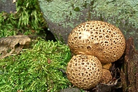 Grzyb, który niejedno ma imię (Opowieści z lasu, odc. 233)