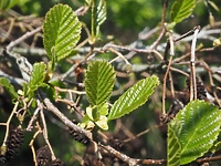 Czarna z diabelskim odciskiem (Opowieści z lasu, odc. 239)
