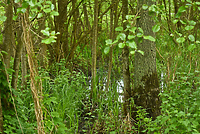 Czas na quiz... w leśnych klimatach