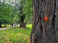 Parkowe drzewa po przeglądzie i do "wymiany"