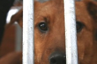 To nie ludzie, to bestie