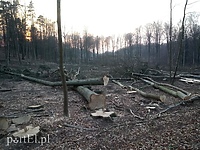 Czytelnik: pod Kadynami karczują połacie lasu