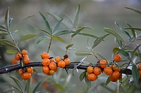 Dla smaku, zdrowia i urody  (Opowieści z lasu, odc. 207)