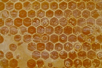 Dlaczego nie każdy miód smakuje tak samo?