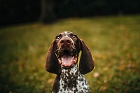 Dlaczego warto kupować suche karmy dla psa