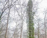 Długowieczny i wiecznie zielony (Opowieści z lasu, odc. 252)