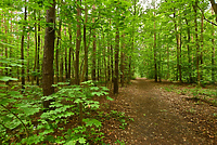 Do lasu z internetową pomocą