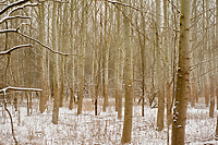 Dokarmianie z głową (Opowieści z lasu, odc. 309)