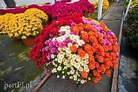 Działalność handlowa w okresie Wszystkich Świętych