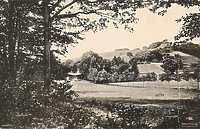 Dawno temu w Elblągu... na Bema uszkodzono lipy