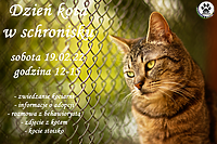 Dzień kota w schronisku