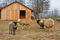 Dziś zwierzęta mają głos