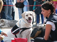 Elbląski Dzień Psa