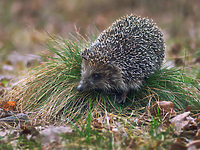 Jabłuszek nie je, woli dżdżownice (Opowieści z lasu, odc. 30)