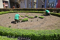 Elbląskie kwietniki z motywem iluzji