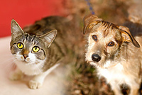 Galeria pod psem i kotem  (odc.94)