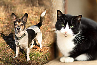 Galeria pod psem i kotem  (odc.102)