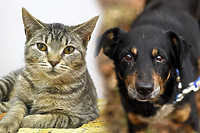 Galeria pod psem i kotem (odc.103)