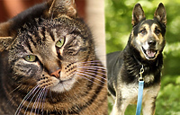 Galeria pod psem i kotem (odc.108)