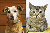 Galeria pod psem i kotem (odc.110)