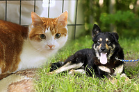 Galeria pod psem i kotem  (odc. 113)