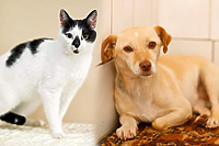 Galeria pod psem i kotem  (odc. 114)