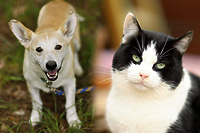 Galeria pod psem i kotem (odc. 115)