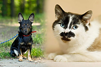 Galeria pod psem i kotem (odc. 117)