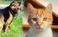 Galeria pod psem i kotem  (odc. 118)