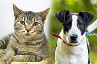 Galeria pod psem i kotem (odc. 119)