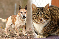 Galeria pod psem i kotem (odc. 120)