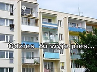 Gdzieś tu wyje pies...