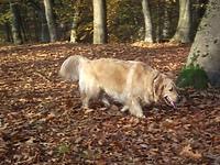 Golden Retrievery dla WOŚP 2014