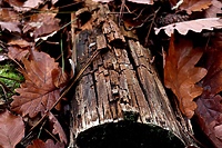 Przy Mazurskiej wytną 17 drzew