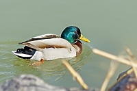 Ptasia grypa w Elblągu