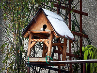 Jak zimą dokarmiać ptaki