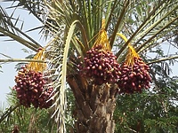 Mañana w Omanie – posłuchaj!